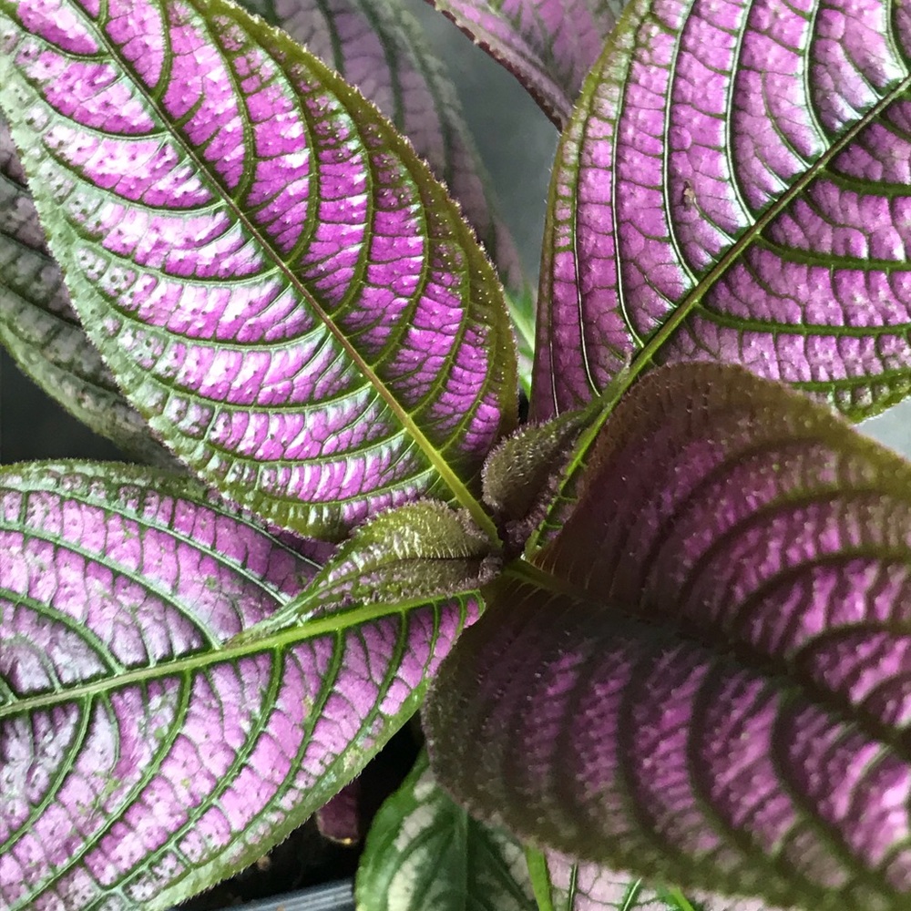Purple Shield Plant Bush hard to find